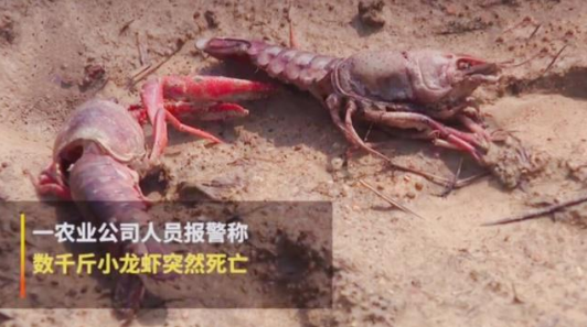 如何通過互聯(lián)網(wǎng)加強(qiáng)品牌管理-熊孩子毒死小龍蝦事件之我見 如何通過互聯(lián)網(wǎng)加強(qiáng)品牌管理-熊孩子毒死小龍蝦事件之我見